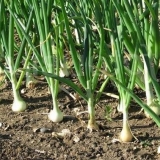 Kako natopiti luk prije sadnje